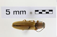 Foto (Dorsalansicht) von Hemicrepidius palpalis (NHMW-ZOO-COL-0008938)